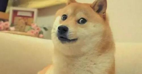 柴犬优缺点是什么？ 柴犬优缺点分析