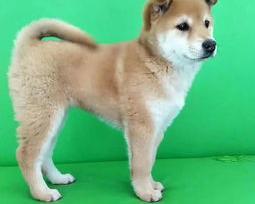日本秋田犬的资料和价格？ 日本秋田犬价格