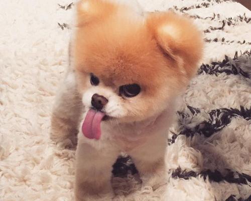 有什么狗的名字？（狗狗名字大全）