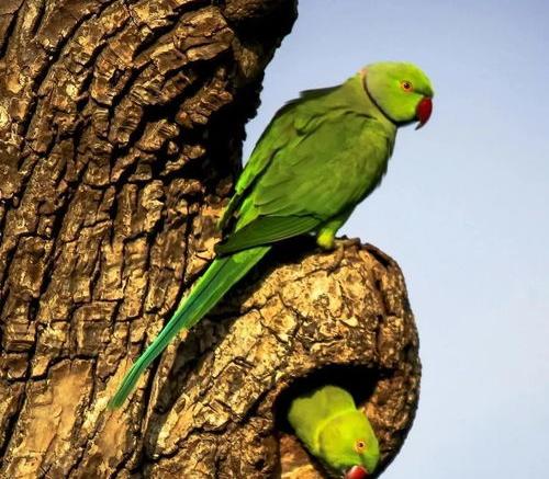 十大稀有虎皮鹦鹉？（十大名贵鹦鹉）