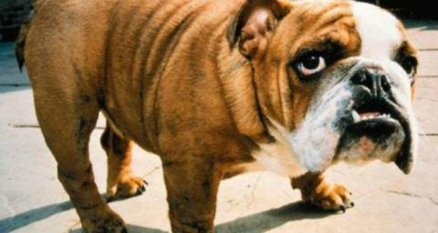 十大恶犬排名牛头梗？（10大恶犬排名）