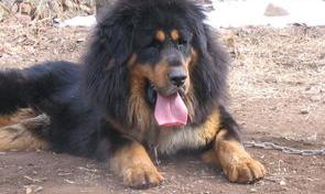一只纯种藏獒要多少钱？（藏獒幼犬200元出售）
