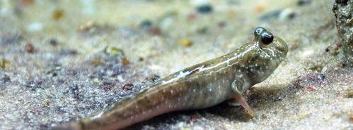 裸缸十大养不死的冷水鱼？（十大适合新手养的鱼）