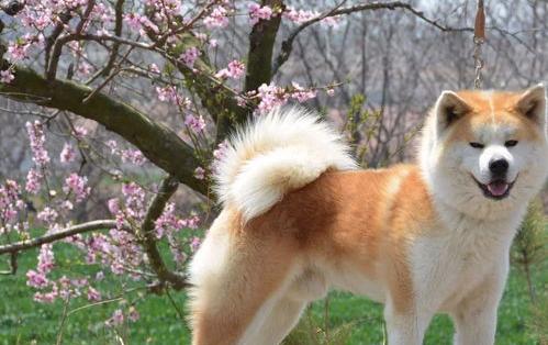 秋田犬一般要多少钱，哪里有专卖秋田犬的地方？（日本秋田犬多少钱一只）