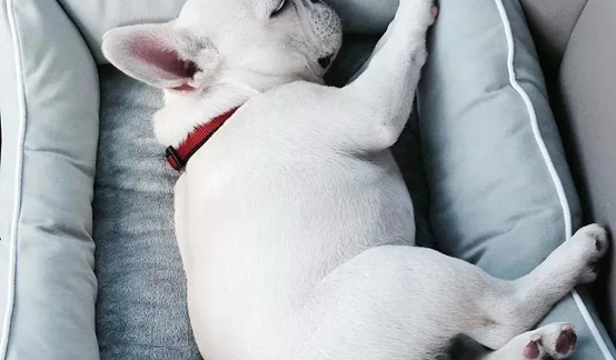 柯基犬和法斗哪个适合家庭养？（十个不养法斗的理由）
