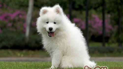 雪藏狗怕冷吗？ 爱斯基摩犬和萨摩耶