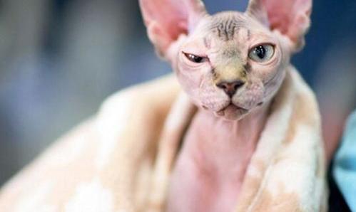 无毛猫还需要外驱吗？（无毛猫）