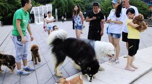 什么狗最干净最好养 最干净最好养的大型犬