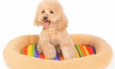 什么宠物狗最好养？（宠物狗）