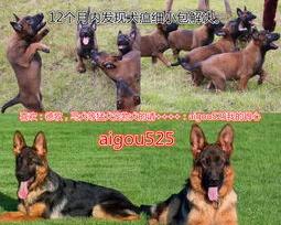 德牧犬多少钱一只？ 德牧多少钱一只正常价