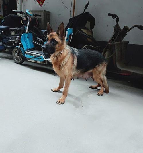 德国牧羊犬价格多少钱一只？纯种的市场价位你真的了解吗？ 德牧幼犬出售300一只500两只