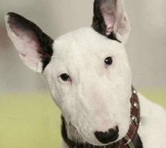 明星和动物撞脸，毫无违和，你觉得谁最像？（牛头梗孙红雷）