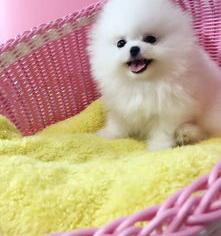 俊介适合初养吗（俊介犬好养吗）