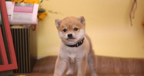 我这只是柴犬吗，花600元买的（500元买个柴犬可能吗）