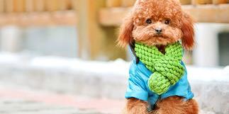白色贵宾犬多少钱一只？你真的了解其中的价格分区吗？（小贵宾犬多少钱一只）