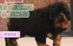 一只藏獒多少钱，纯种藏獒多少钱？ 纯种藏獒幼犬价格