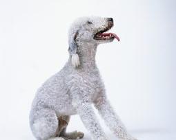 贝灵顿梗中国不能养 在中国能养贝灵顿梗吗 贝灵顿梗犬