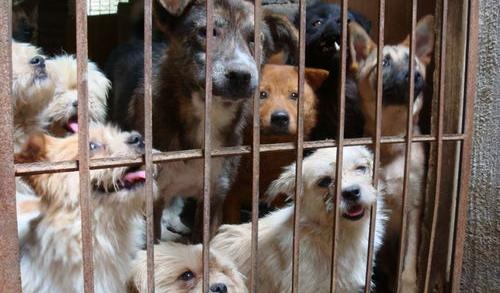 到流浪狗救助站领养狗狗需要花钱吗？（千万别去救助站领养狗狗）