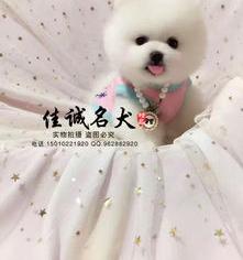 俊介可以长多大？（俊介犬多少钱一只）