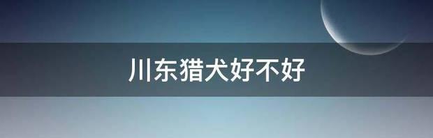 川东猎犬好不好 川东猎犬