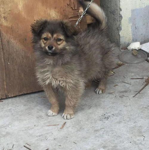 博美犬什么时候生一胎？（博美一生认几个主人）