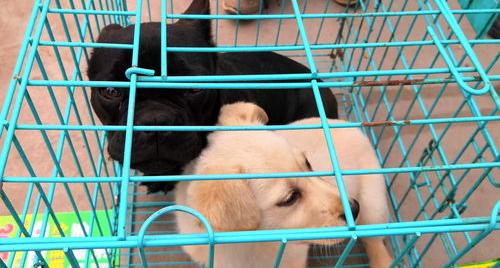 建议穷人养的10种狗博美？ 500元博美犬
