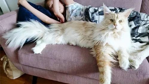现在养缅因猫多吗？（千万别养缅因猫）