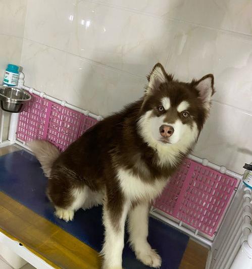 阿拉斯加幼犬每个月大概消费多少？ 阿拉斯加多少钱一只幼犬