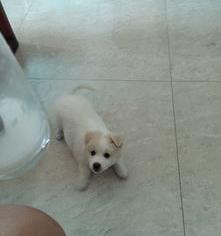 柯基蝴蝶犬串串能长多大？（蝴蝶犬串串长大后的图）