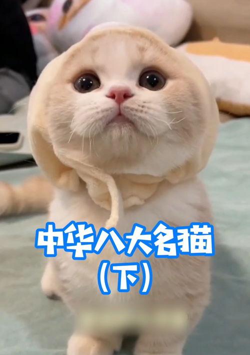中国十大名猫？ 中国十大名猫排行榜