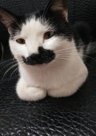 建议新手养的10种猫不掉毛无体臭？（猫的品种大全）
