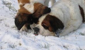 圣伯纳犬好养吗（圣伯纳犬）