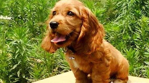 可卡犬成年有多少斤？ 美国可卡犬价格