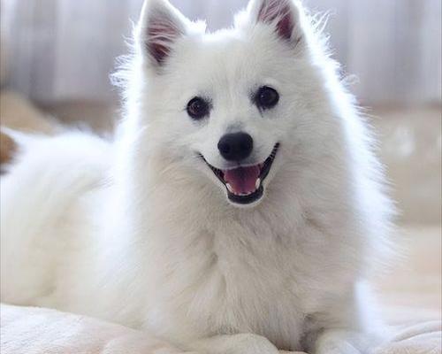 银狐和白博美小的时候怎么区分？ 银狐犬和博美的区别