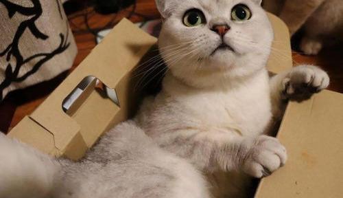 哪种猫最粘人？（十大最粘人的猫）