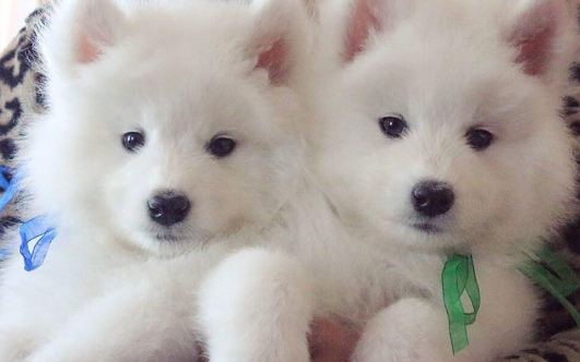 萨摩耶绝育好还是不绝育好？（萨摩耶的优缺点）