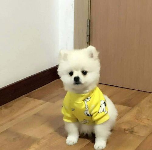 萨摩耶和俊介犬的区别？（英系博美犬多少钱一只）