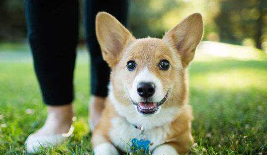 养柴犬十大忌讳？（新手养狗五大忌固定大小便）