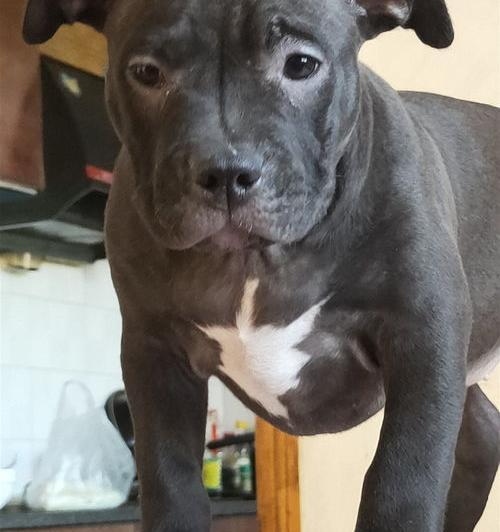 美国恶霸犬体型有几种？（美国恶霸犬）