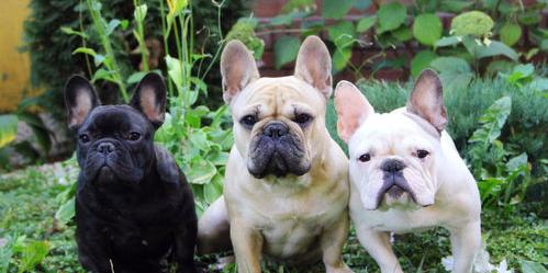 法斗纯不纯对照表？（法国斗牛犬多少钱一只）