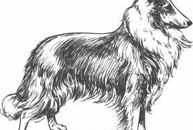 中华田园犬12个品种排名？ 中国牧羊犬品种大全