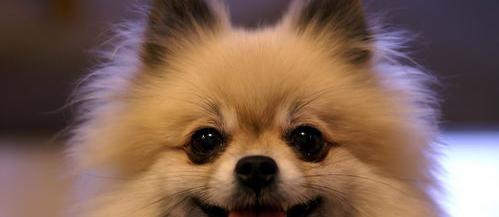 博美幼犬怎么互动？ 博美认主人的标准