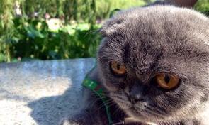 中国十大贵族猫？（宠物猫品种大全）