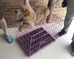 一般几个月的狗狗不会得细小病毒？（狗狗几个月就不怕细小了）