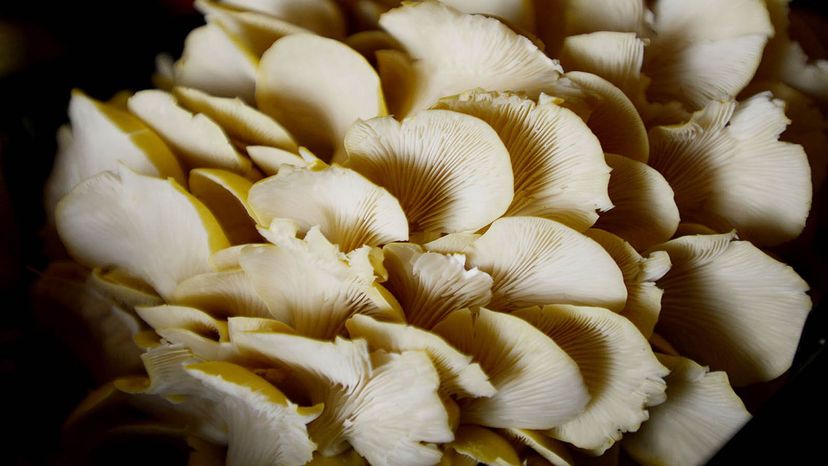 在你的厨房里很容易种植可食用的“蘑菇”