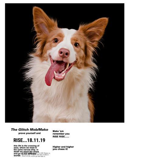 养边牧一年的成本？（边牧幼犬多少钱一只）
