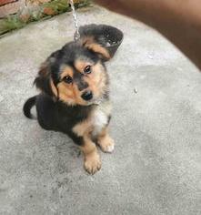 土狗幼犬吃什么 土狗幼犬