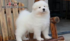 萨摩耶犬多少钱一只（萨摩耶多少钱一只）