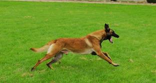 6个月马犬怎么训？（马犬怎么训练听话）