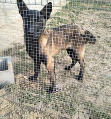 养马犬需要哪些条件？（马犬）